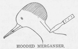 HOODED MERGANSER.