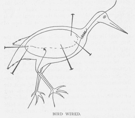 BIRD WIRED.