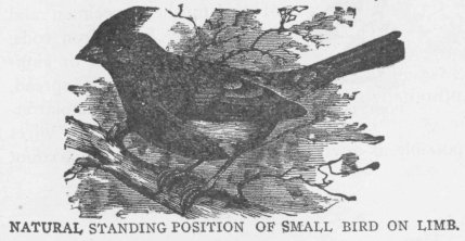 NATURAL STANDING POSITION OF SMALL BIRD ON LIMB.