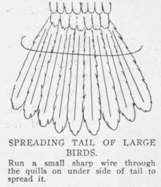 SPREADING TAIL OF LARGE BIRDS. Run a small sharp wire through the quills on under side of tail to spread it.