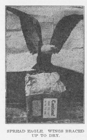 SPREAD EAGLE. WINGS BRACED UP TO DRY.