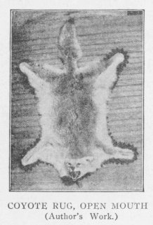 COYOTE RUG, OPEN MOUTH (Author's Work.)