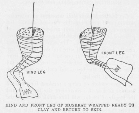 HIND AND FRONT LEG OF MUSKRAT WRAPPED READY TO CLAY AND RETURN TO SKIN.