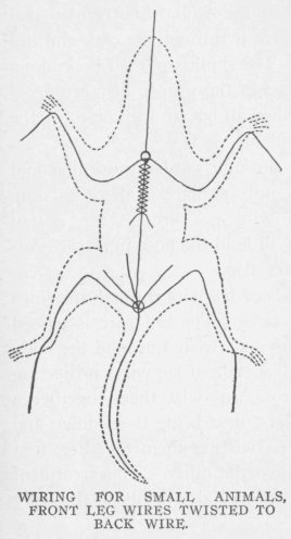 WIRING FOR SMALL ANIMALS, FRONT LEG WIRES TWISTED TO BACK WIRE.