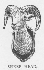 SHEEP HEAD.