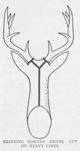 SKINNING HORNED HEADS. CUT ON HEAVY LINES.