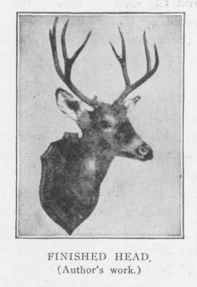 FINISHED HEAD. (Author's work.)