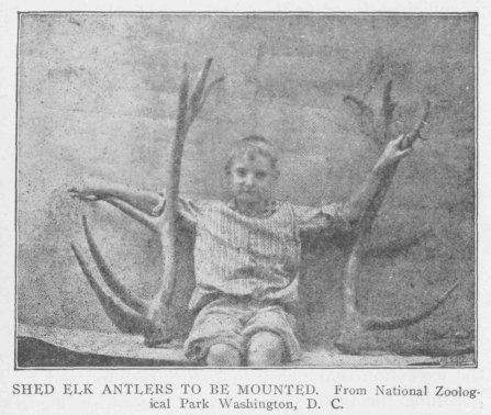 SHED ELK ANTLERS TO BE MOUNTED. From National Zoological Park Washington, D. C.
