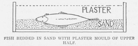FISH BEDDED IN SAND WITH PLASTER MOULD OF UPPER HALF.