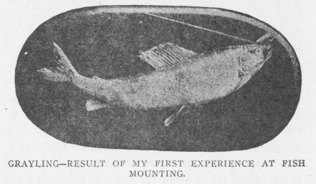 GRAYLING—RESULT OF MY FIRST EXPERIENCE AT FISH MOUNTING.