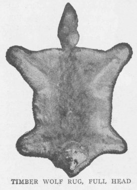 TIMBER WOLF RUG, FULL HEAD.