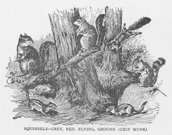 SQUIRRELS—GREY, RED, FLYING, GROUND (CHIP MUNK)