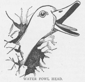 WATER FOWL HEAD.