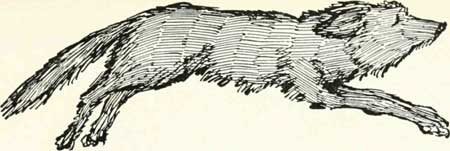 made a dash for the wolf