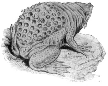 Surinam Toad, with its young ones in "pockets" on its back.