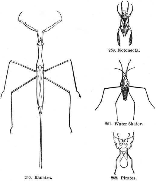 259. Notonecta. 260. Ranatra. 261. Water Skater.  262. Pirates.