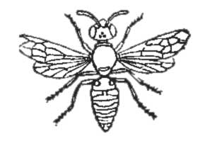 Wood Wasp.