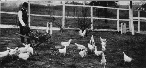 Feeding chickens Feeding chickens