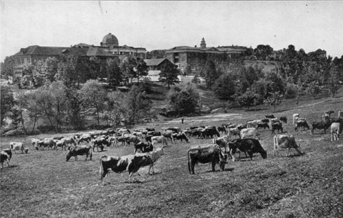 Dairy herd Dairy herd