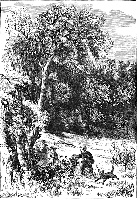 RAMBLES IN THE WOODS. RAMBLES IN THE WOODS.