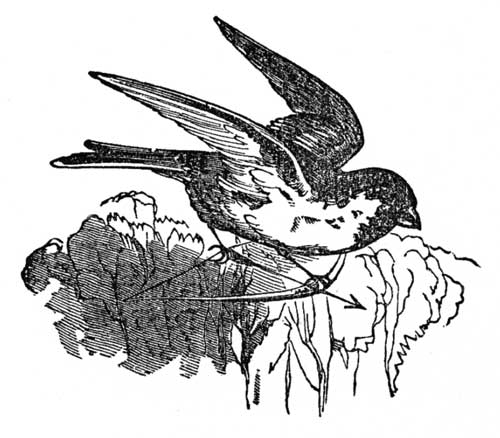 Death &Burial of Cock Robin.