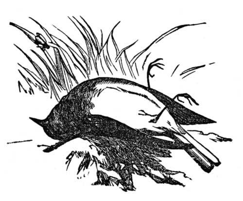 Death and Burial of Cock Robin