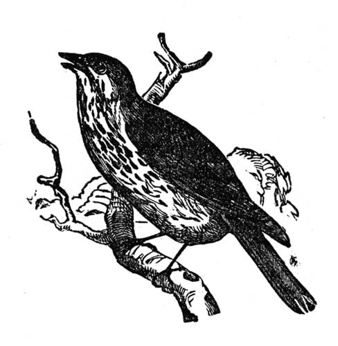 Death and Burial of Cock Robin