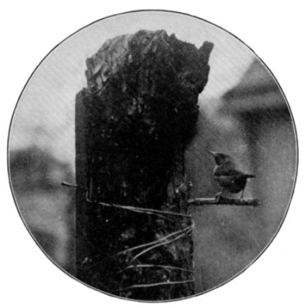 FIG. 4. WREN AND RUSTIC HOUSE. FIG. 4. WREN AND RUSTIC HOUSE.
