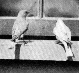 FIG. 59. BLUEBIRDS ATTRACTED TO THE WINDOW SILL BY MEAL WORMS. FIG. 59. BLUEBIRDS ATTRACTED TO THE WINDOW SILL BY MEAL WORMS.