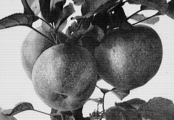 11. July 31, and the apples are getting ripe 11. July 31, and the apples are getting ripe