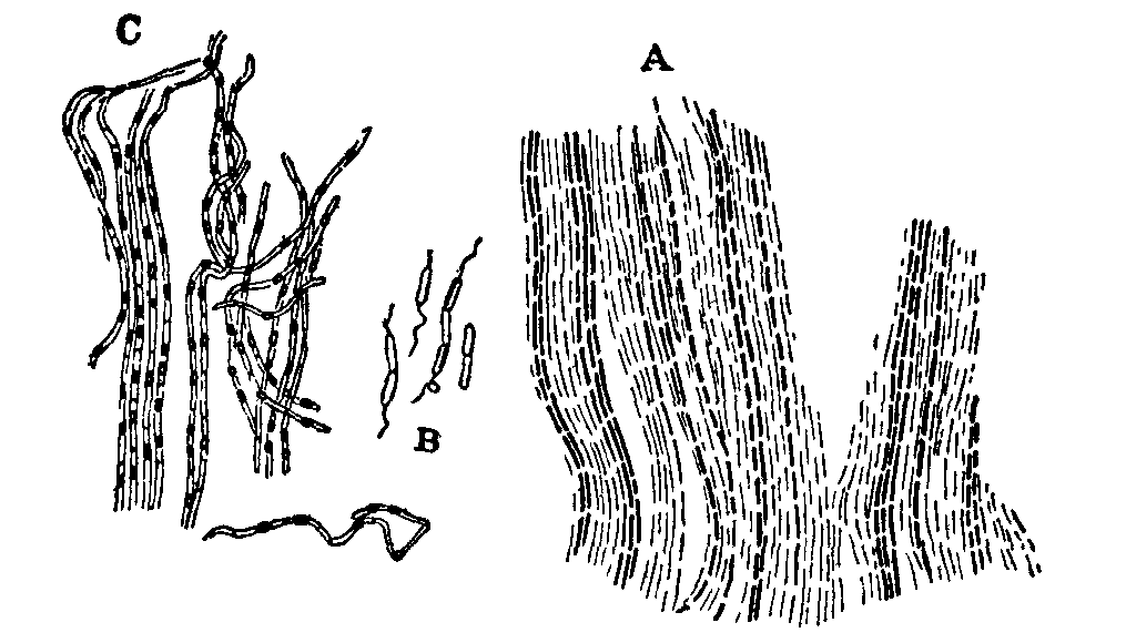 Fig. 10. Bacillus subtilis. Fig. 10. Bacillus subtilis.