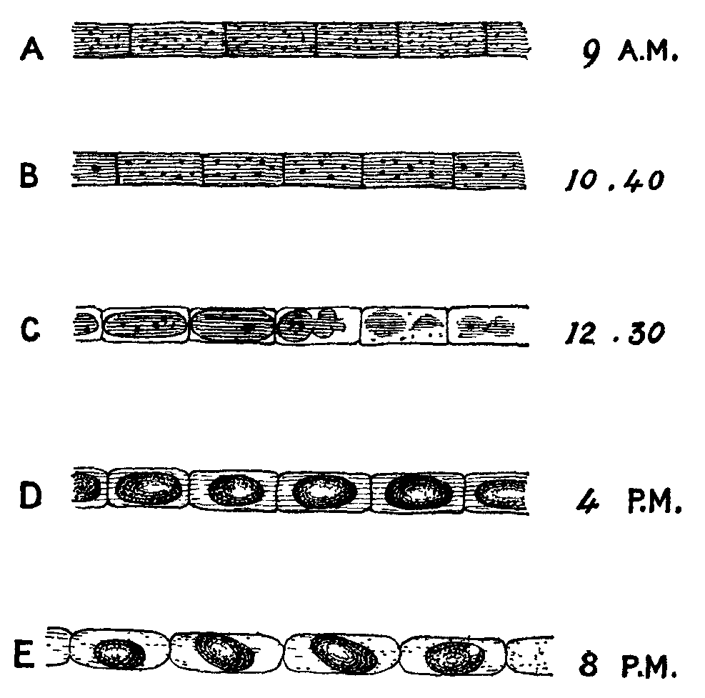 Fig. 11. Development of spores of Bacillus ramosus. Fig. 11. Development of spores of Bacillus ramosus.