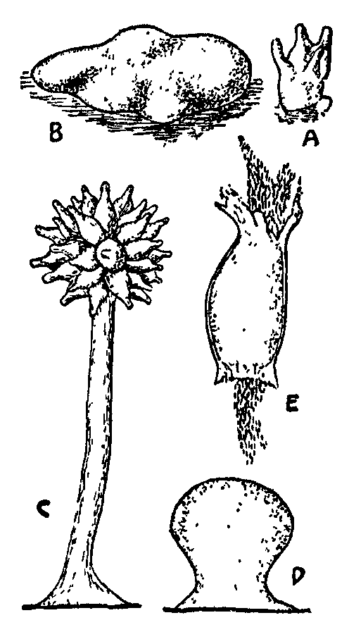 Fig. 12. Myxobacteriaceae. Fig. 12. Myxobacteriaceae.