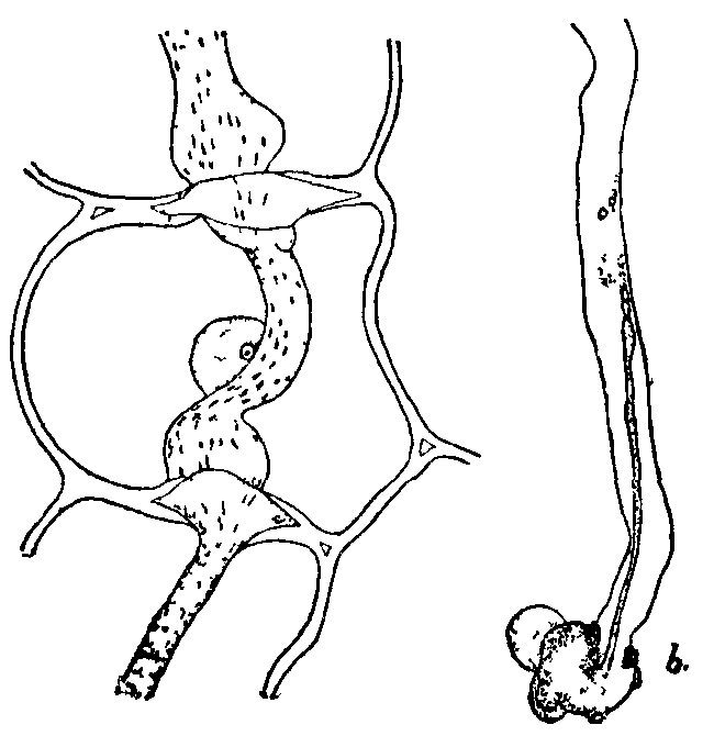 Fig. 15. Invasion of leguminous roots by bacteria. Fig. 15. Invasion of leguminous roots by bacteria.