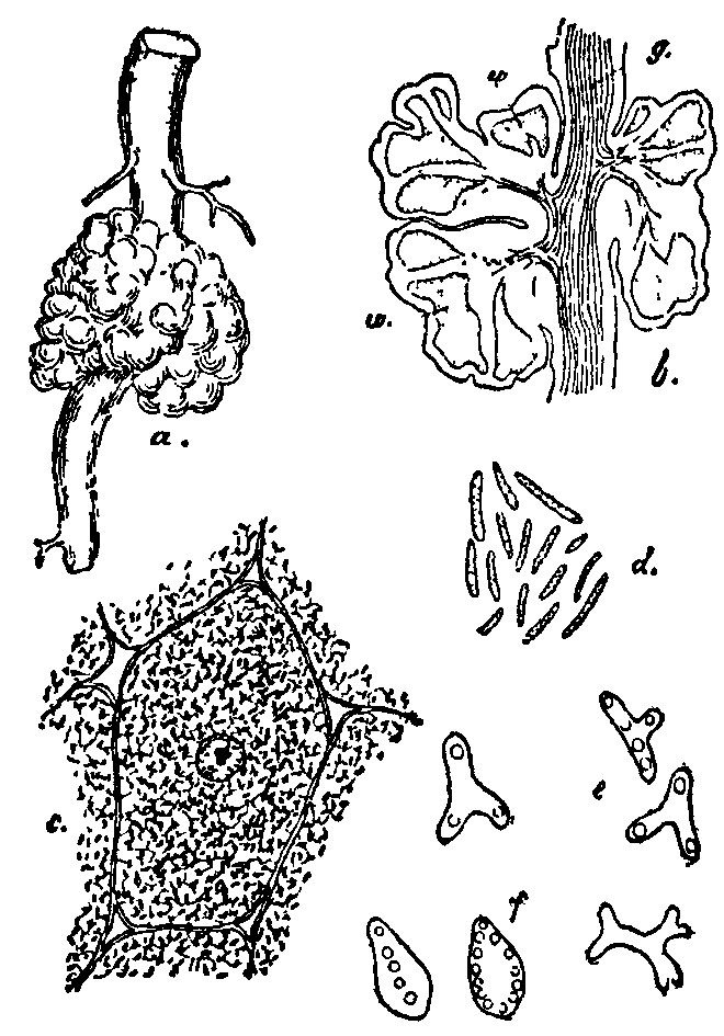 Fig. 16. Bacteria in legume roots. Fig. 16. Bacteria in legume roots.
