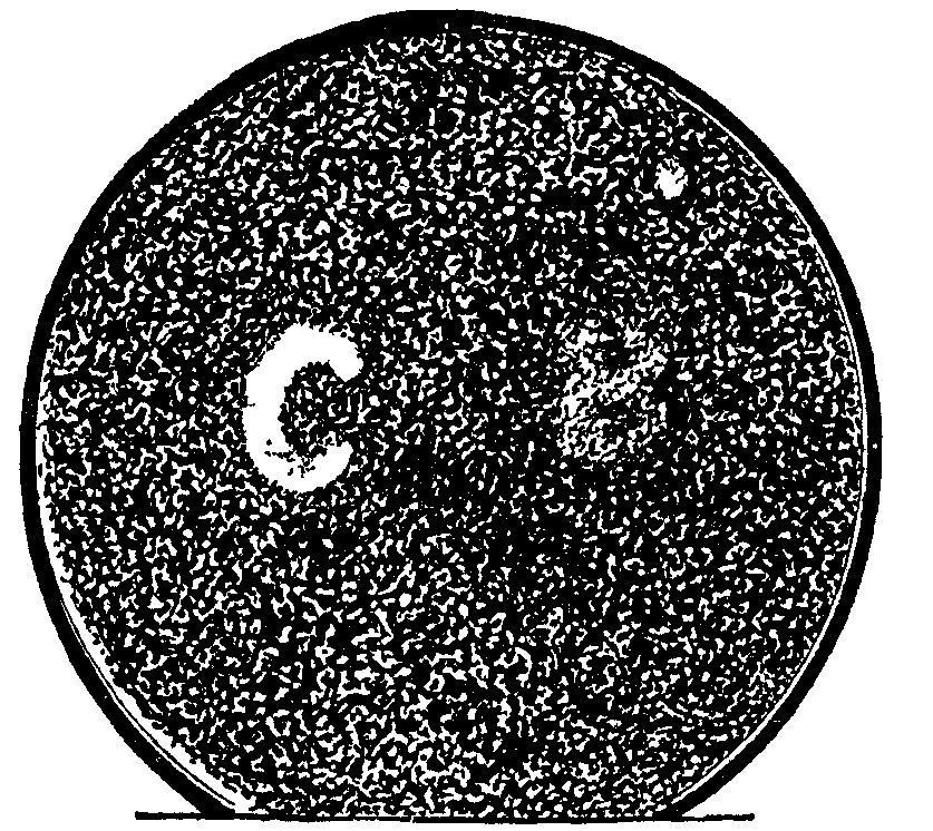 Fig. 17. Effect of light on bacillus. Fig. 17. Effect of light on bacillus.