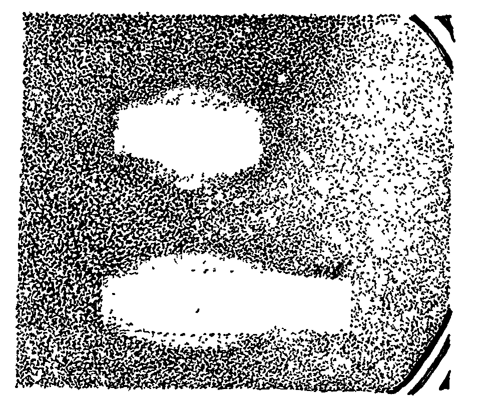 Fig. 18. Effect of light spectra on bacillus. Fig. 18. Effect of light spectra on bacillus.