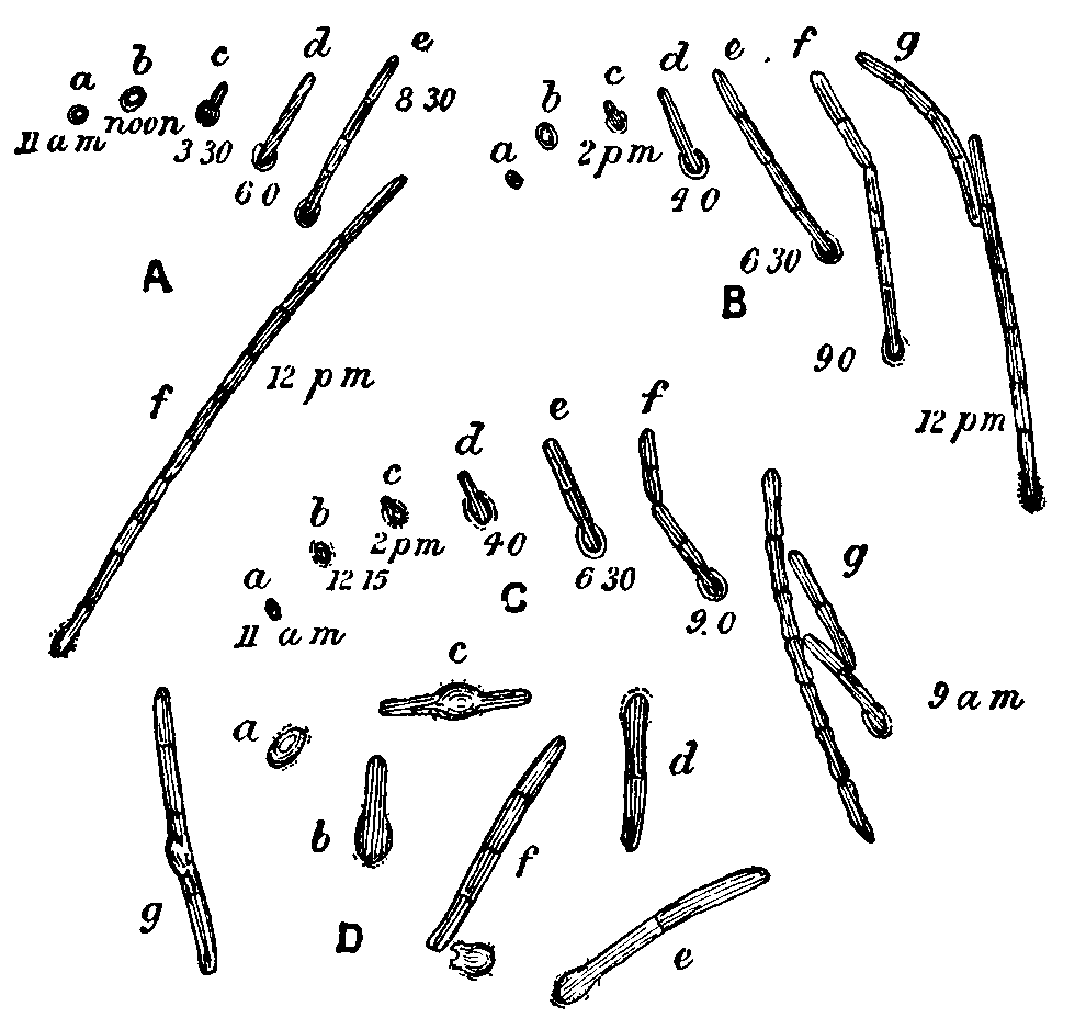 Fig. 2. Germination of spores of Bacillus ramosus. Fig. 2. Germination of spores of Bacillus ramosus.