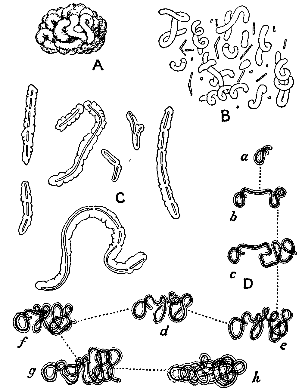 Fig. 20. Ginger-beer plant. Fig. 20. Ginger-beer plant.