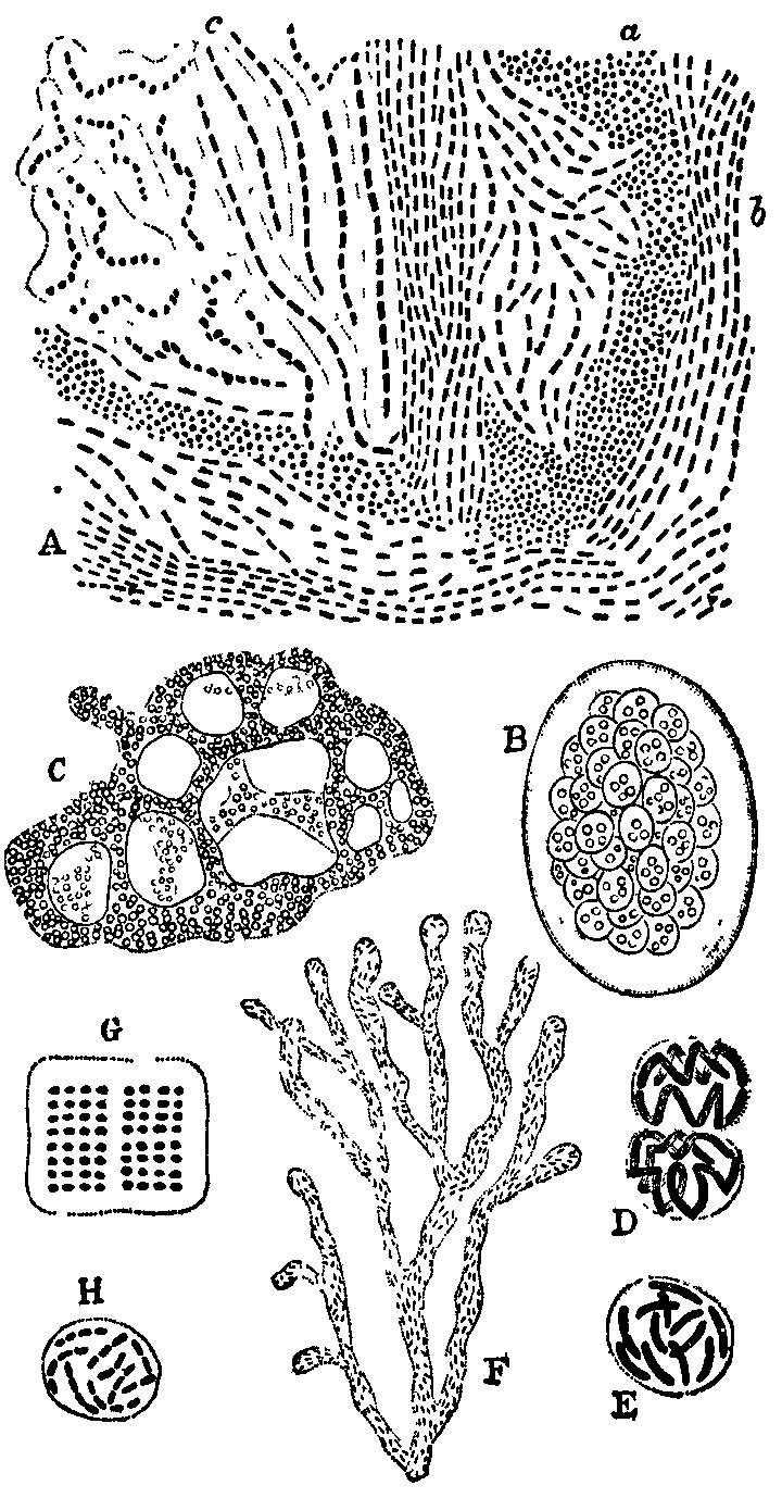 Fig. 3. Types of Zoogloea. Fig. 3. Types of Zoogloea.
