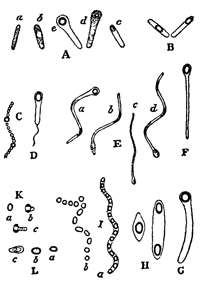 Fig. 4. Spore-formation in Schizomycetes. Fig. 4. Spore-formation in Schizomycetes.