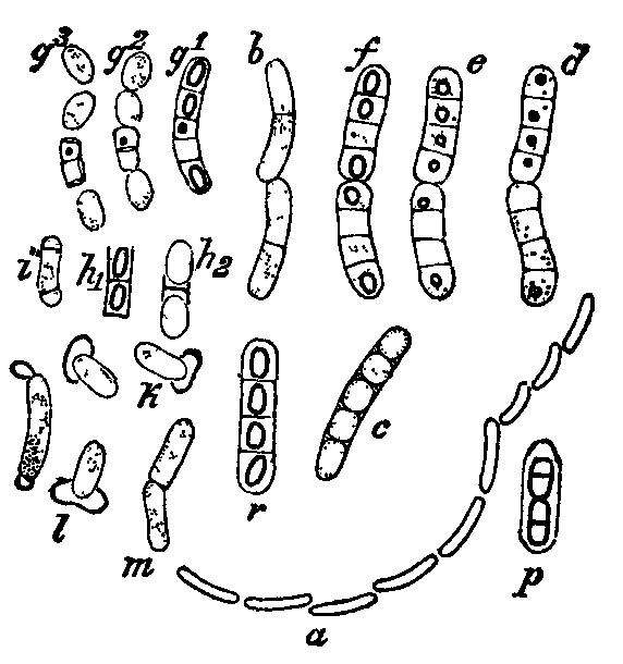 Fig. 6. Bacillus megaterium. Fig. 6. Bacillus megaterium.