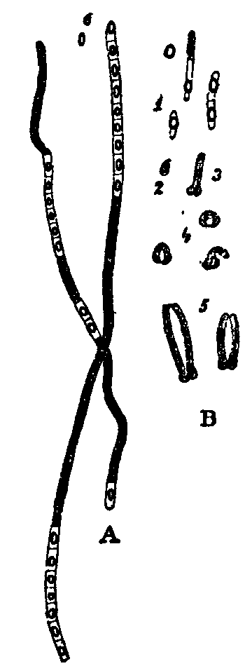 Fig. 9. Filaments of Bacillus spp. Fig. 9. Filaments of Bacillus spp.