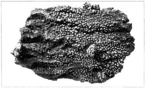 Physarum notabile. Physarum notabile.
