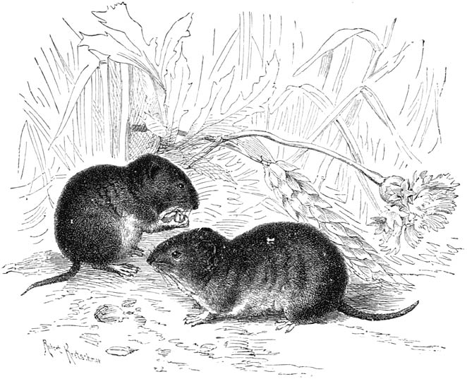 Fig. 55. Veldmuizen. (½ nat. gr.)