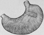 Stomach