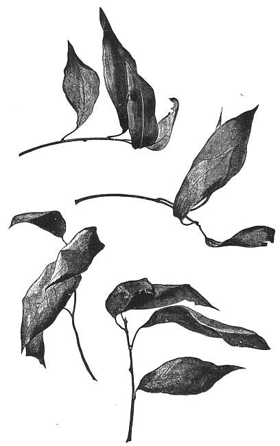 Leaf Curvature. Dead Laurel. Leaf Curvature. Dead Laurel.