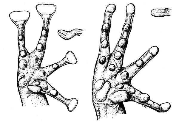 Fig. 2. Palmar views of the hands and lateral views of the tip of the third digits of Eleutherodactylus alfredi (left, KU 93994, × 5) and Hylactophryne augusti (right, KU 102594, × 3). Fig. 2. Palmar views of the hands and lateral views of the tip of the third digits of Eleutherodactylus alfredi (left, KU 93994, × 5) and Hylactophryne augusti (right, KU 102594, × 3).