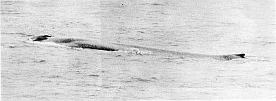 Blue whale swimming. Linked to larger image of Figure 11.