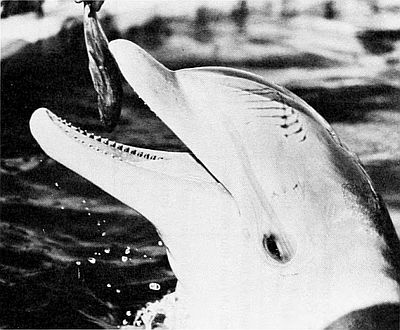 Atlantic bottle-nosed dolphin showing teeth. Linked to larger image of Figure 7.
